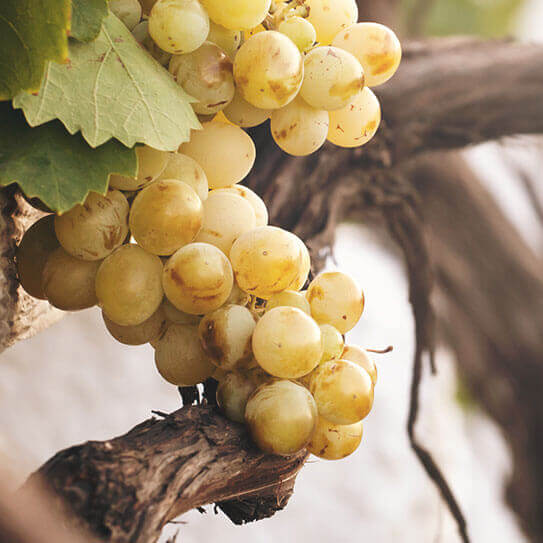 Grapes