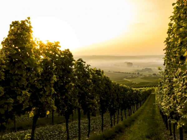 Couché de soleil sur un vignoble